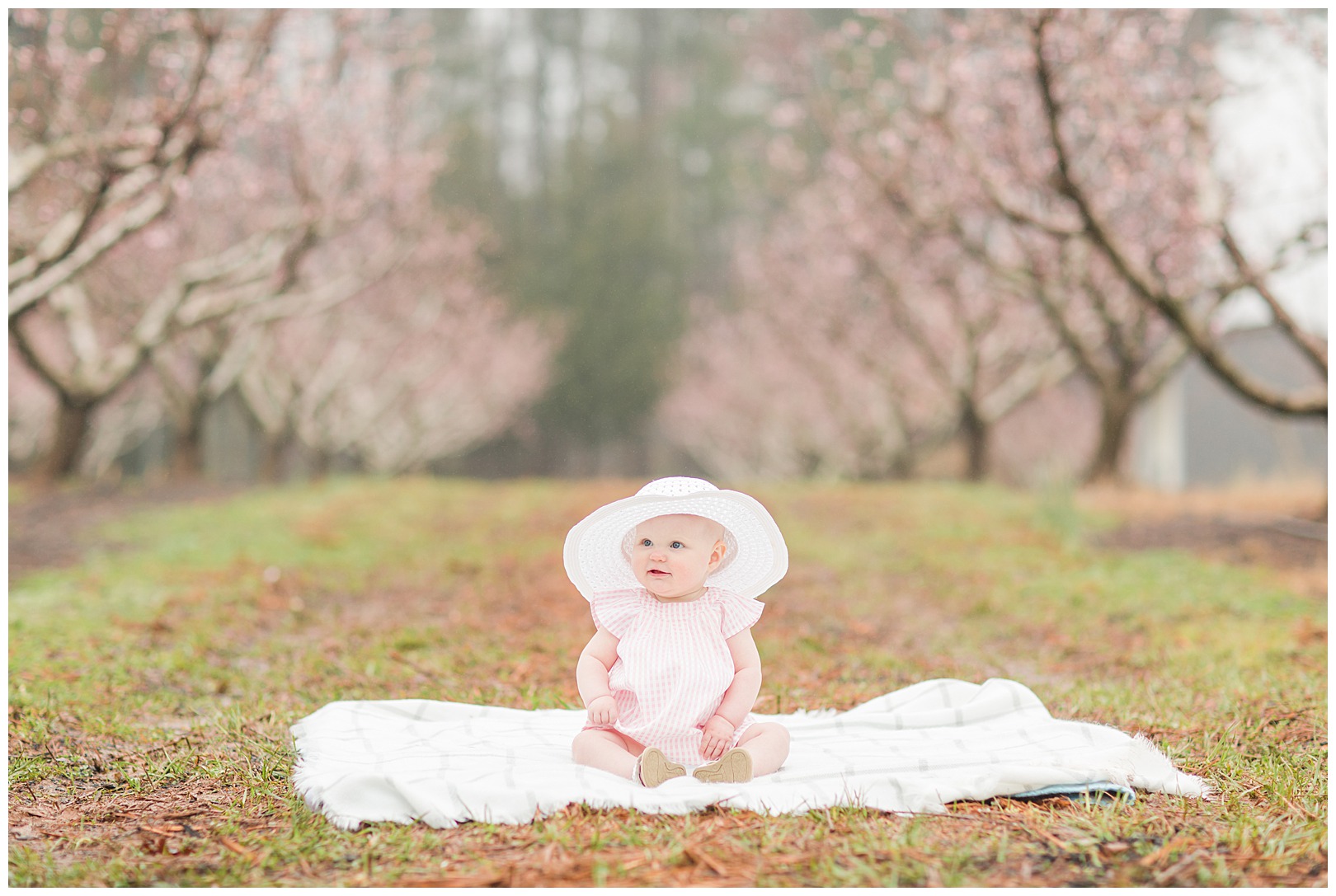 Charlotte NC Peach Tree Mini Sessions photographer