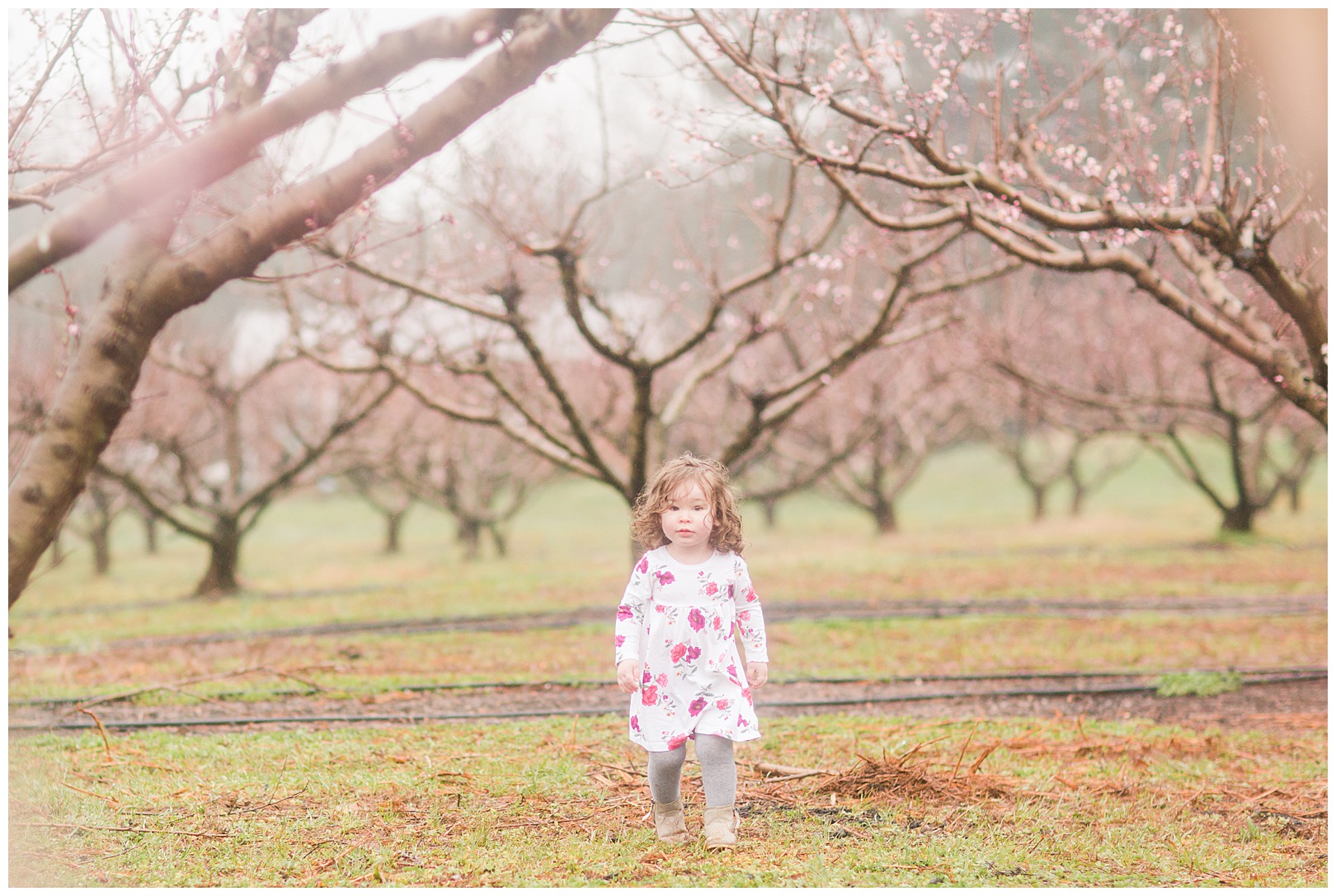 Charlotte NC Peach Tree Mini Sessions photographer