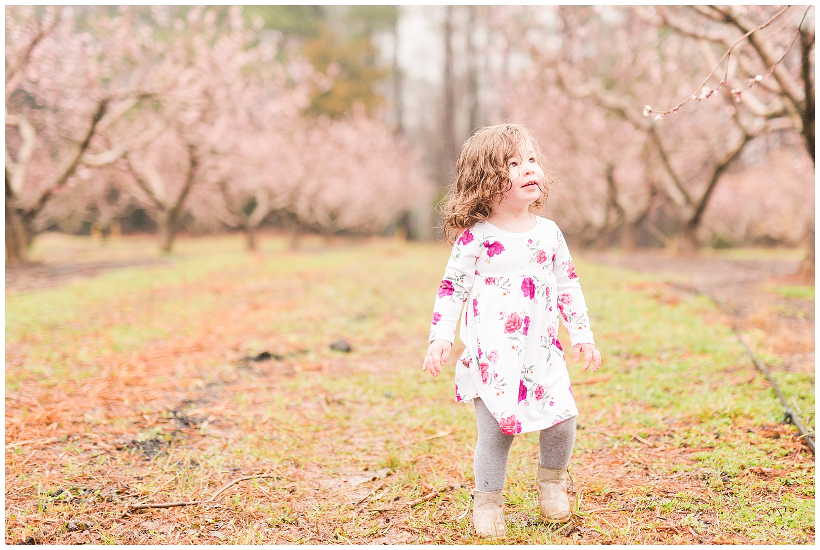 Charlotte NC Peach Tree Mini Sessions photographer